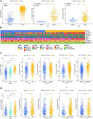 Pan-cancer analysis and experimental validation of FPR3 as a prognostic and immune infiltration-related biomarker for glioma